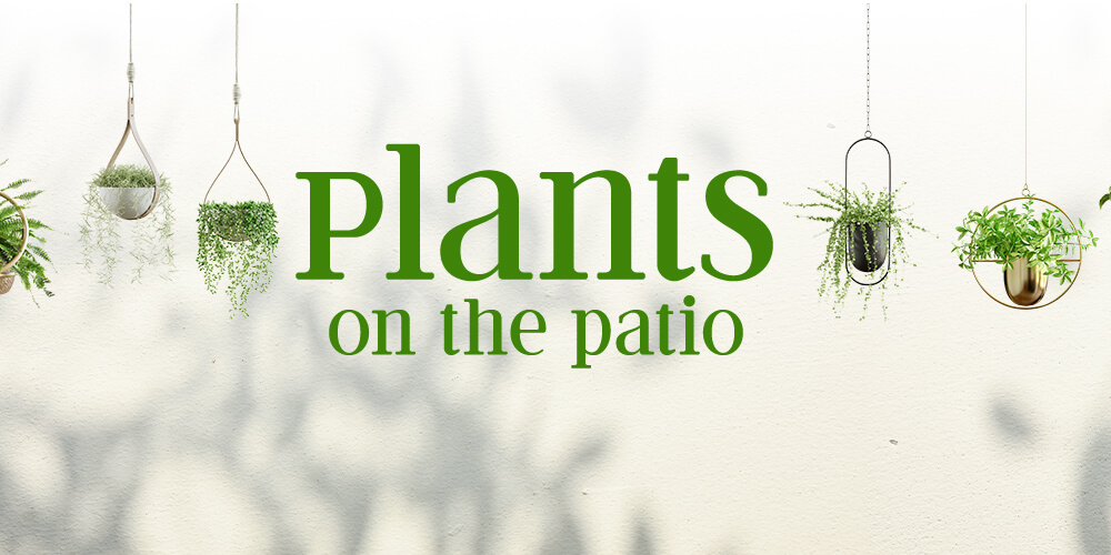 plants